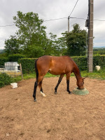 Vente de cheval : PLUTON